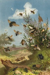 Vie des insectes sur la bruyère